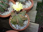 Star cactus